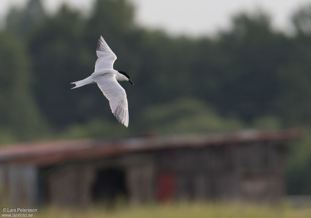 Gull-billed Tern