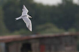 Gull-billed Tern