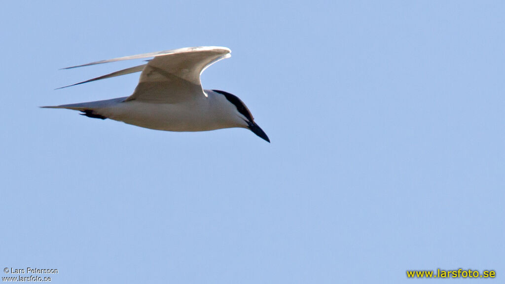 Gull-billed Tern