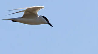 Gull-billed Tern