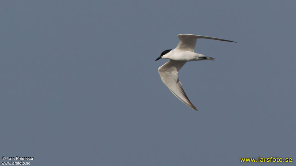 Gull-billed Tern