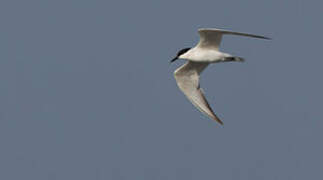 Gull-billed Tern