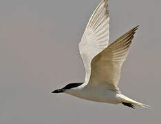 Gull-billed Tern