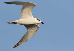 Gull-billed Tern