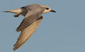 Gull-billed Tern