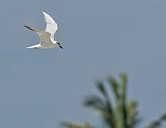 Gull-billed Tern