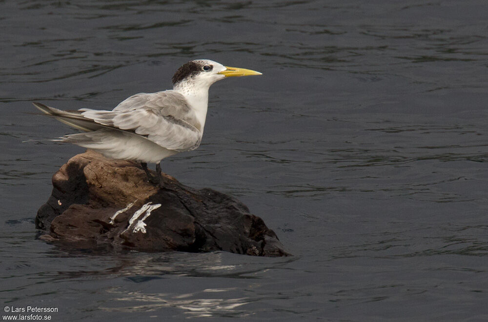 Greater Crested Tern