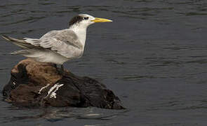 Greater Crested Tern