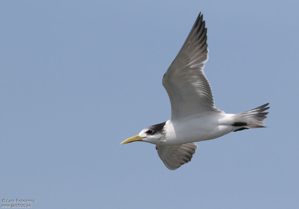 Greater Crested Tern