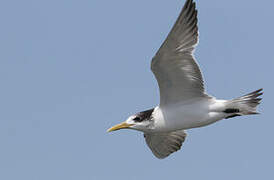 Greater Crested Tern