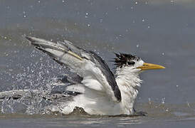 Greater Crested Tern