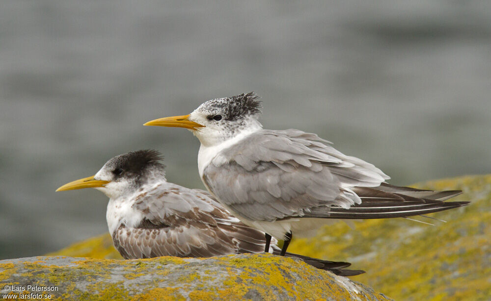 Greater Crested Tern