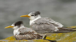 Greater Crested Tern