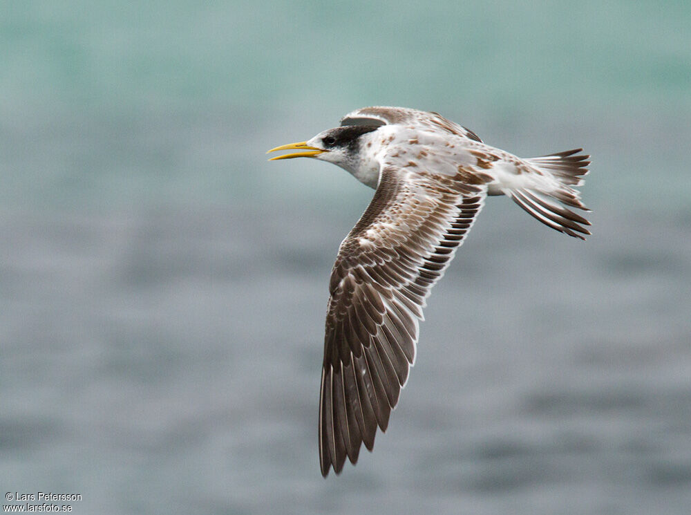 Greater Crested Tern