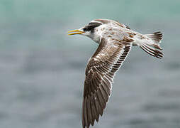 Greater Crested Tern