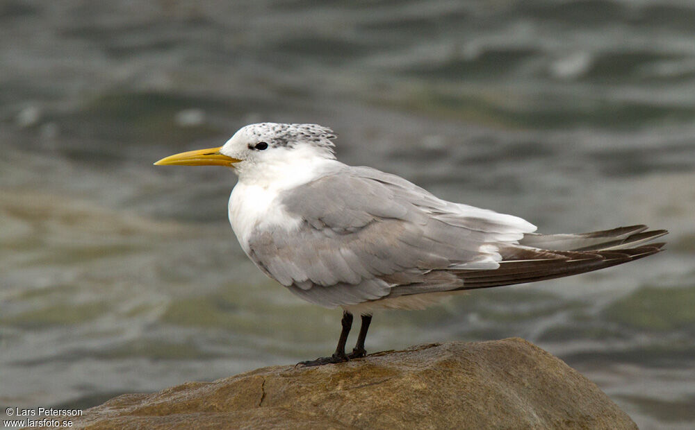 Greater Crested Tern