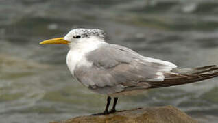 Greater Crested Tern