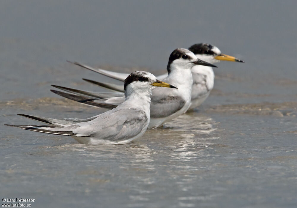 Little Tern