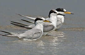 Little Tern