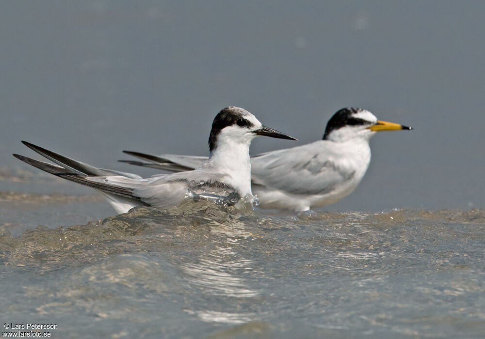 Little Tern