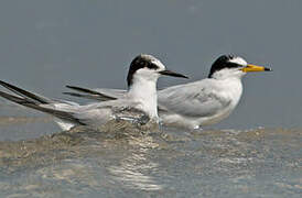 Little Tern