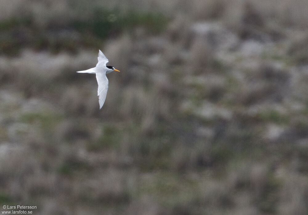 Fairy Tern