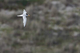 Fairy Tern