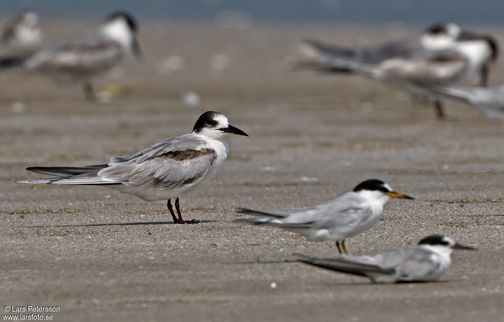 Common Tern