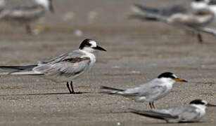 Common Tern