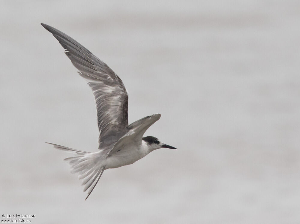 Common Tern