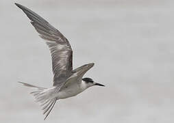 Common Tern