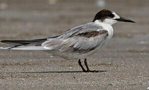 Common Tern