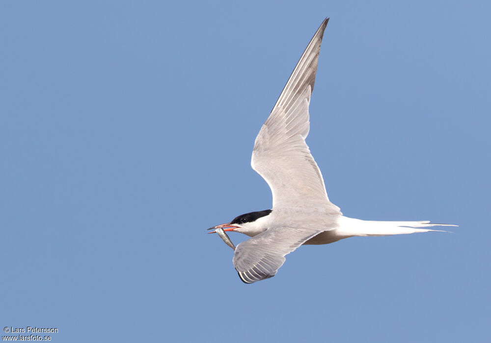 Common Tern