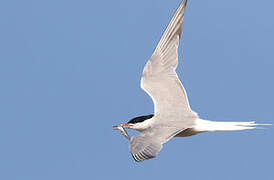 Common Tern