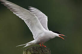 Common Tern