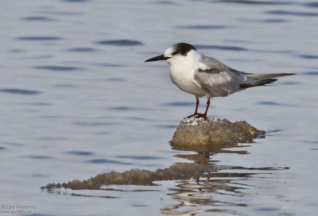 Common Tern