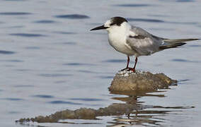 Common Tern