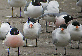 Royal Tern