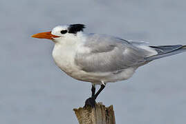 Royal Tern