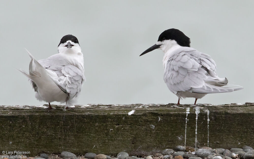 White-fronted Tern