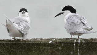 White-fronted Tern