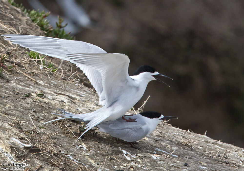 White-fronted Tern