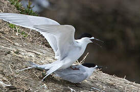 White-fronted Tern