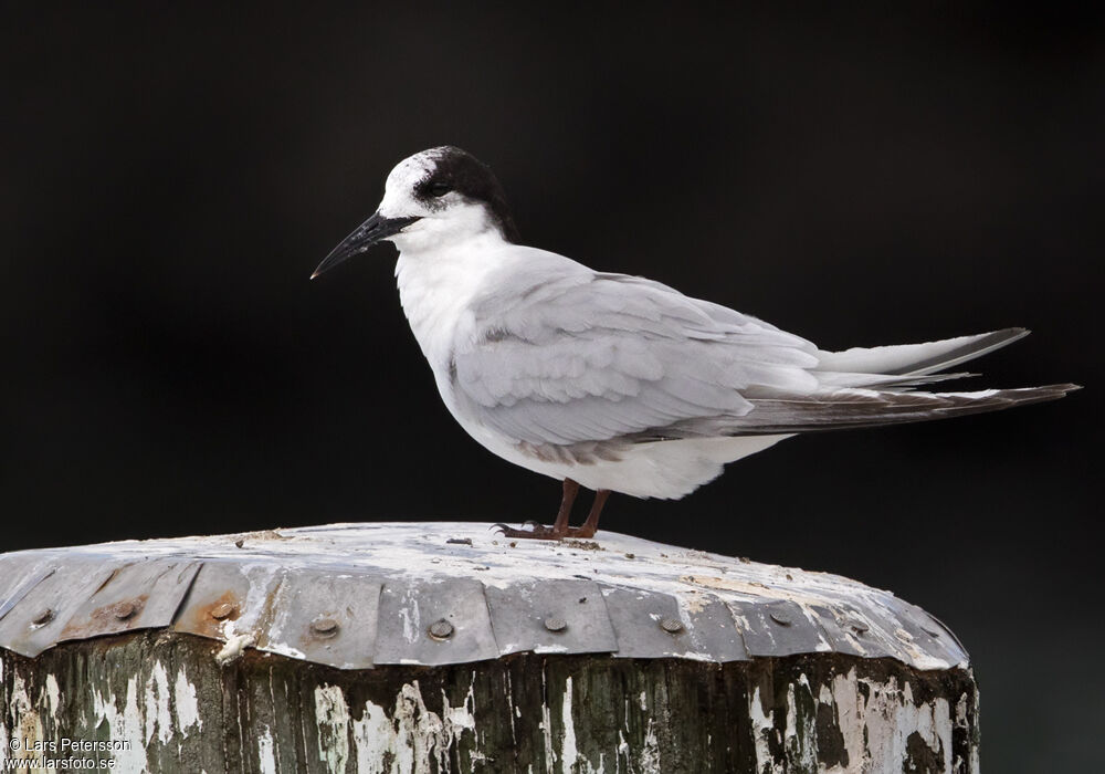 White-fronted Tern