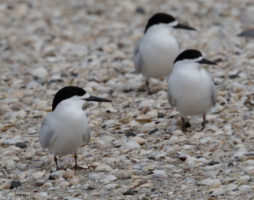 White-fronted Tern