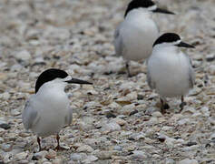 White-fronted Tern