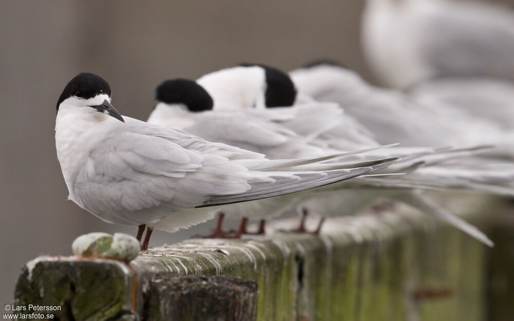 White-fronted Tern