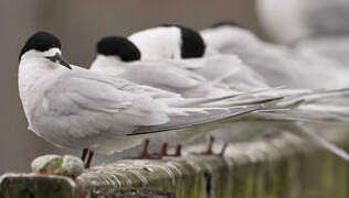 White-fronted Tern