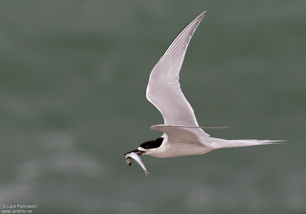 White-fronted Tern