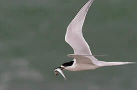 White-fronted Tern